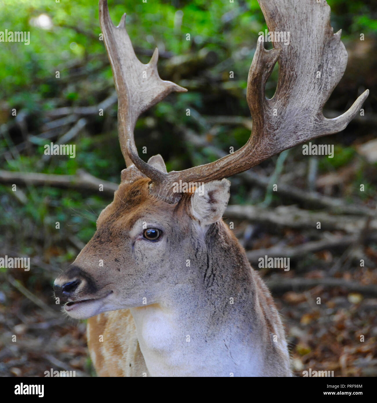 A maggese Buck (Dama Dama) nella campagna del Sussex. Maschio adulto daino (bucks) sono generalmente di 84 - 94 cm a spalla e pesare 46 - 94kg. Femmine (l) sono 73 - 91cm a spalla e pesare 35 - 56kg. Questo li pone in termini di dimensioni tra il capriolo e il cervo rosso. Foto Stock
