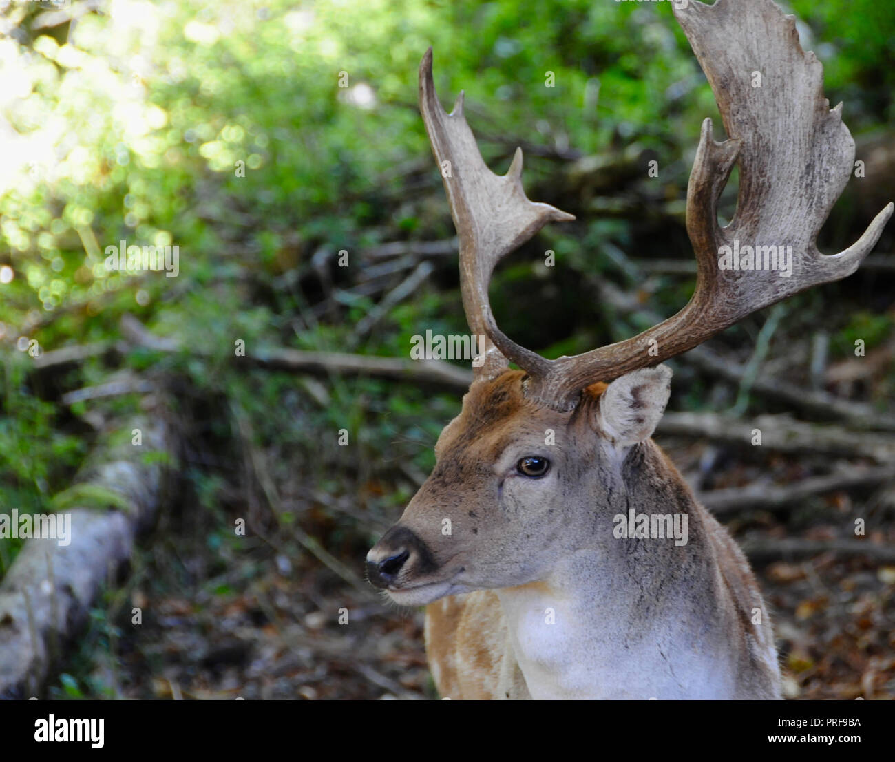 A maggese Buck (Dama Dama) nella campagna del Sussex. Maschio adulto daino (bucks) sono generalmente di 84 - 94 cm a spalla e pesare 46 - 94kg. Femmine (l) sono 73 - 91cm a spalla e pesare 35 - 56kg. Questo li pone in termini di dimensioni tra il capriolo e il cervo rosso. Foto Stock