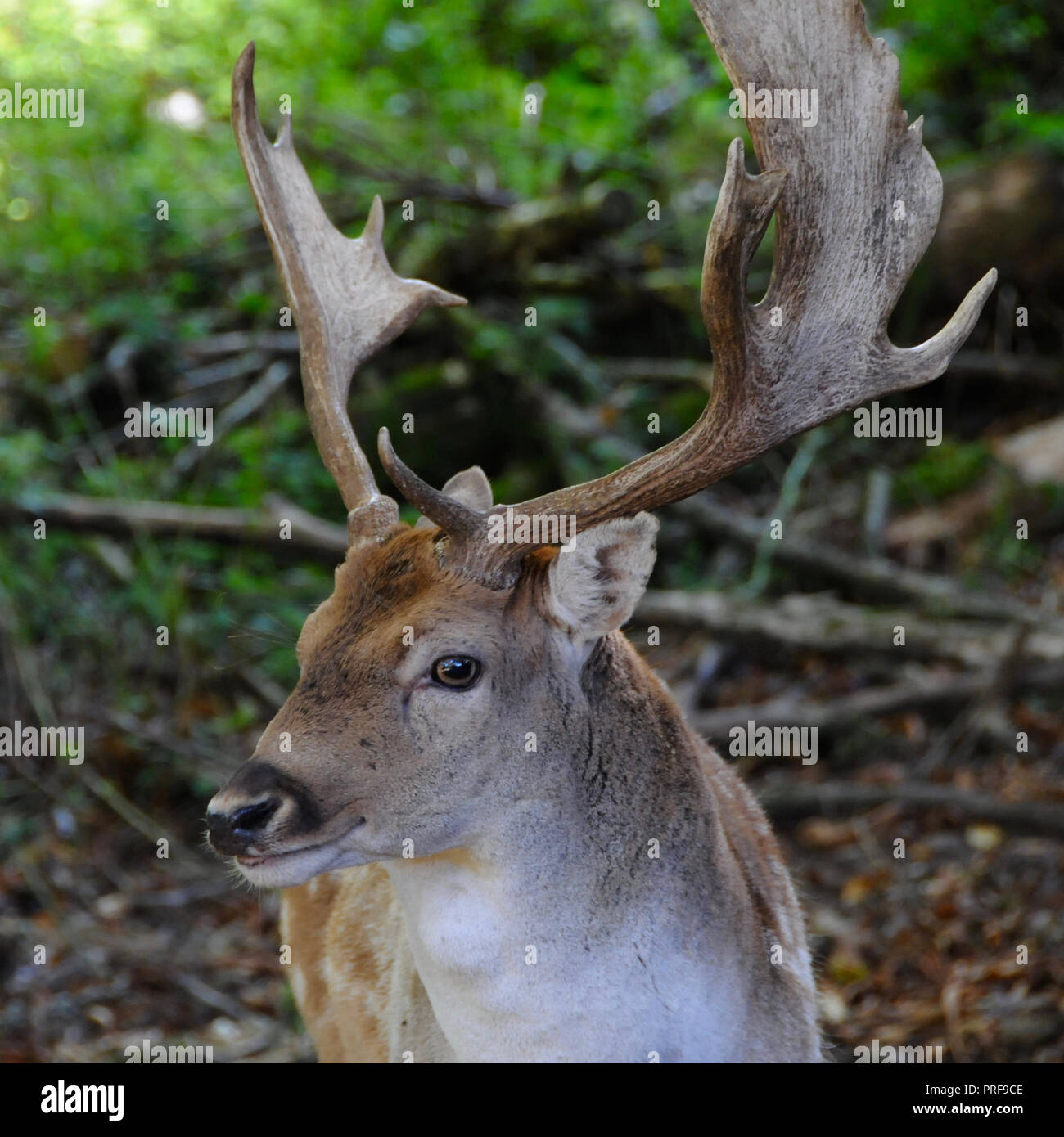 A maggese Buck (Dama Dama) nella campagna del Sussex. Maschio adulto daino (bucks) sono generalmente di 84 - 94 cm a spalla e pesare 46 - 94kg. Femmine (l) sono 73 - 91cm a spalla e pesare 35 - 56kg. Questo li pone in termini di dimensioni tra il capriolo e il cervo rosso. Foto Stock