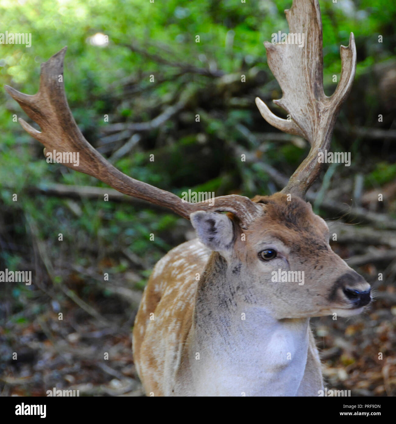 A maggese Buck (Dama Dama) nella campagna del Sussex. Maschio adulto daino (bucks) sono generalmente di 84 - 94 cm a spalla e pesare 46 - 94kg. Femmine (l) sono 73 - 91cm a spalla e pesare 35 - 56kg. Questo li pone in termini di dimensioni tra il capriolo e il cervo rosso. Foto Stock