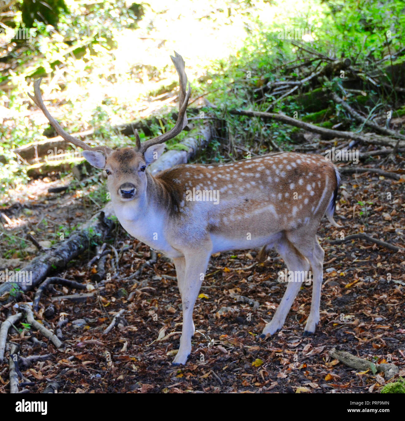 A maggese Buck (Dama Dama) nella campagna del Sussex. Maschio adulto daino (bucks) sono generalmente di 84 - 94 cm a spalla e pesare 46 - 94kg. Femmine (l) sono 73 - 91cm a spalla e pesare 35 - 56kg. Questo li pone in termini di dimensioni tra il capriolo e il cervo rosso. Foto Stock