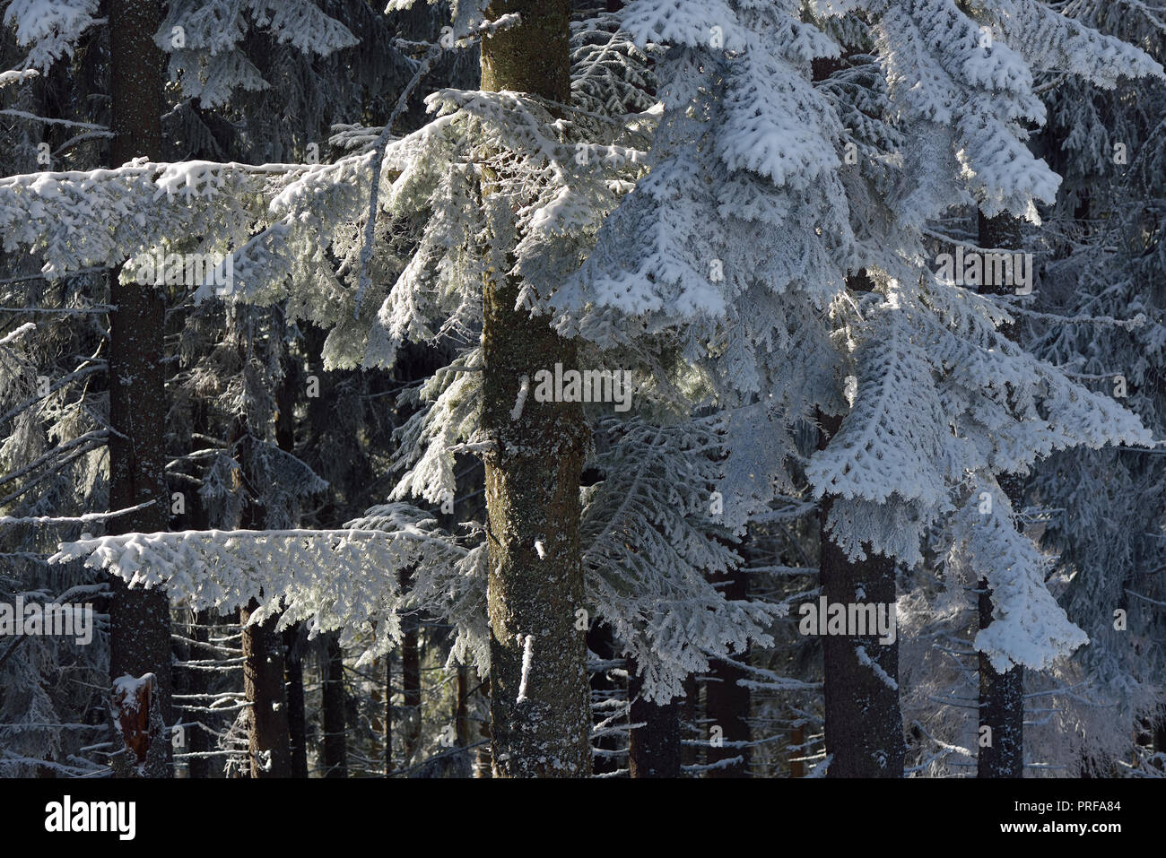 Gli abeti in neve. Foresta in inverno. La bellezza di Natura Foto Stock