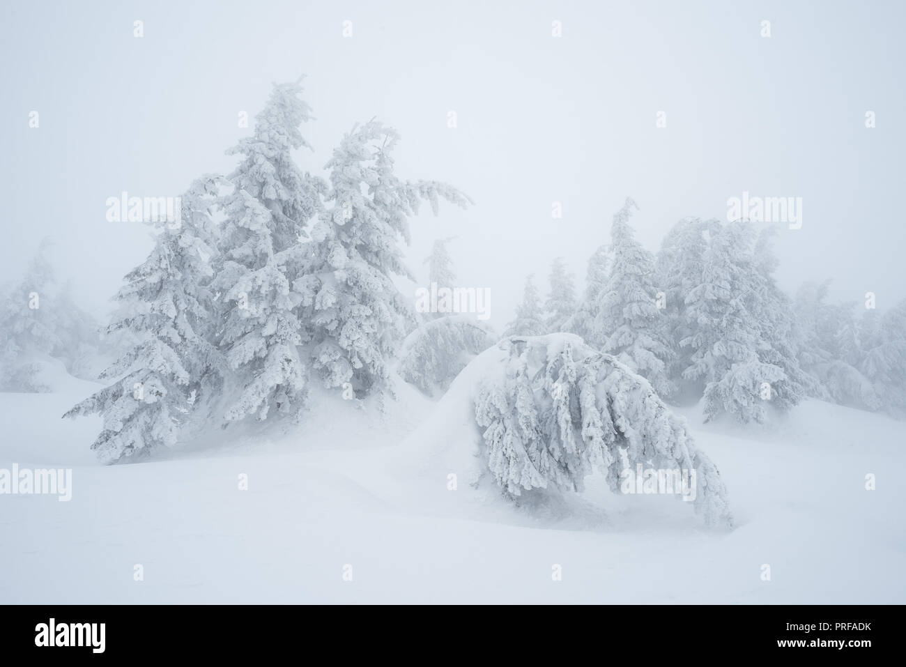 Paesaggio Di Natale. Gli abeti in neve. Giorno nuvoloso con nebbia. Carpazi, Ucraina, Europa Foto Stock
