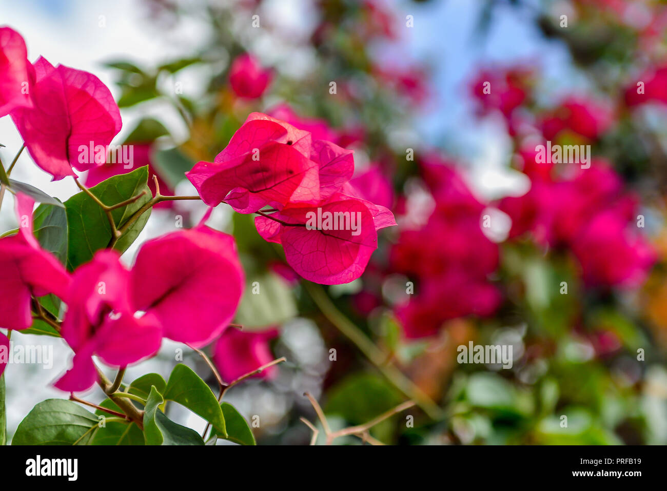Bouganville in fiore in un cielo blu. Magenta fiori di bouganville. Fiori di bouganville come uno sfondo floreale. Foto Stock