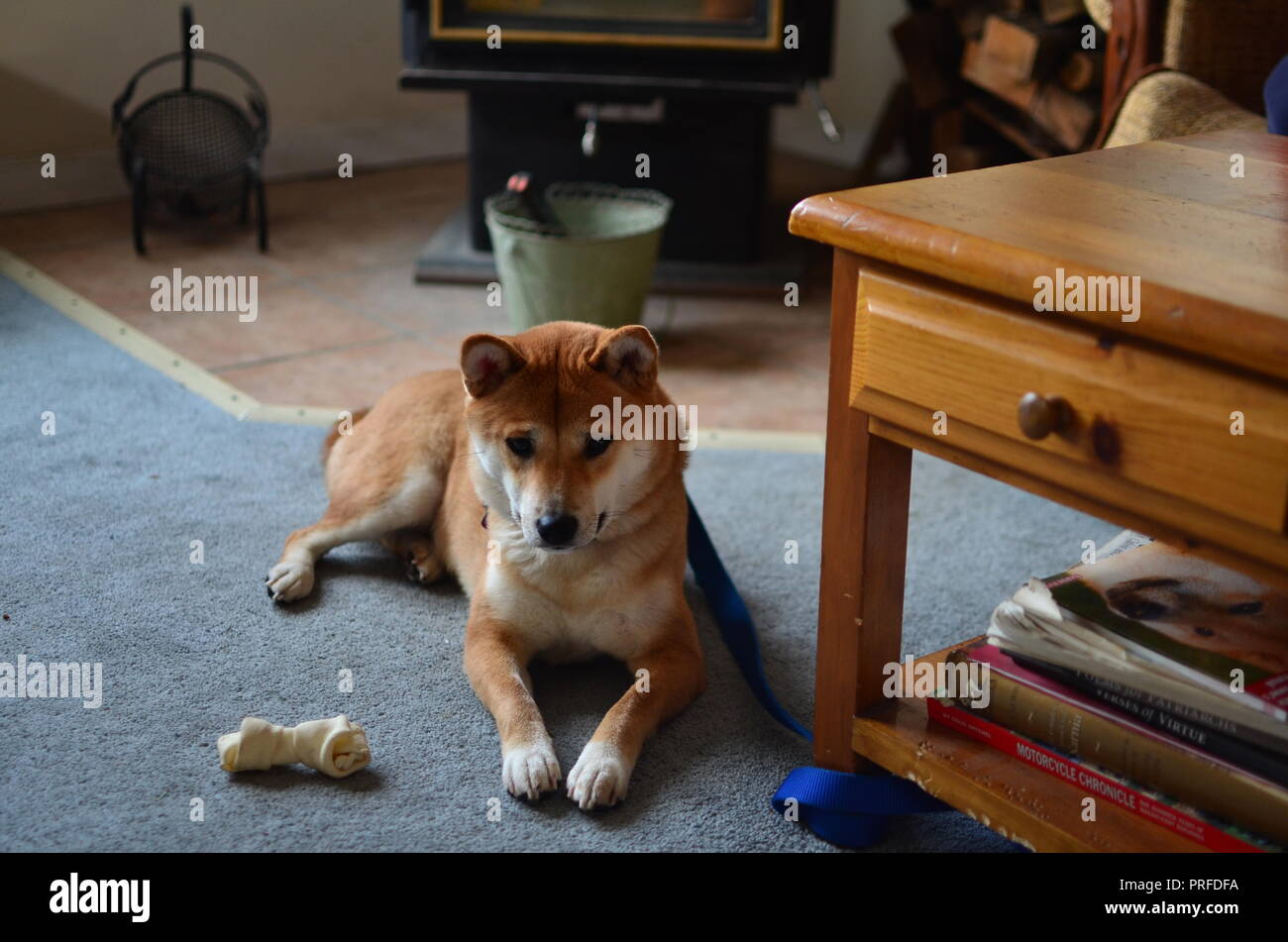 Cane legato alla tabella di caffè durante la fase di apertura del presenta il giorno di Natale. Foto Stock