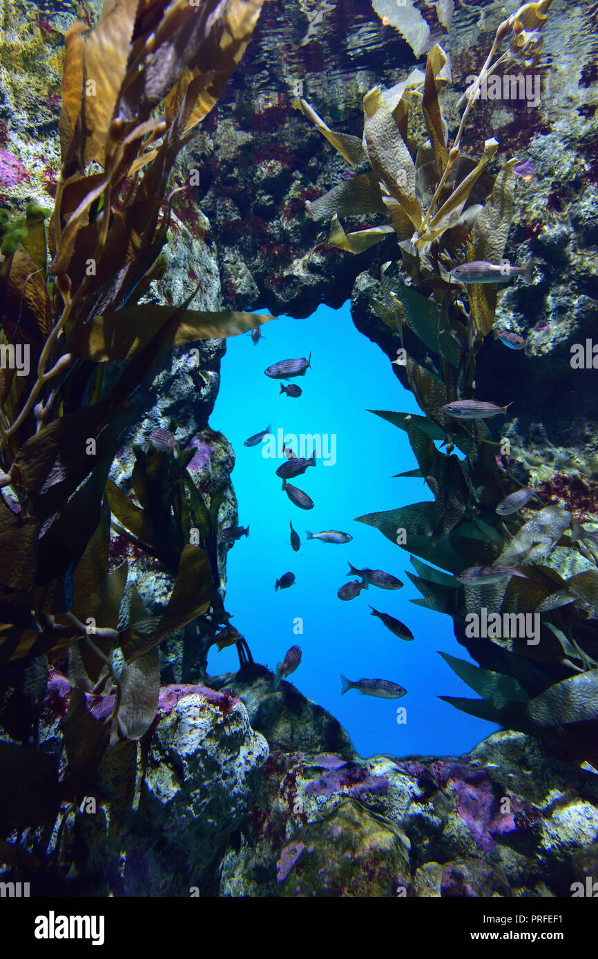 Coral reef & pesce Foto Stock