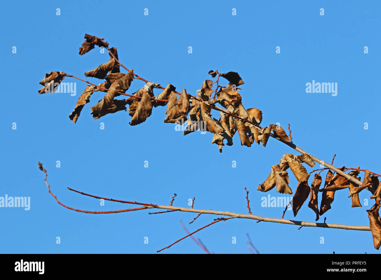 Foglie su un morente elm tree latino ulmus o frondibus ulmi affetti da malattia dell'olmo olandese chiamato anche grafiosi del olmo in Italia Foto Stock