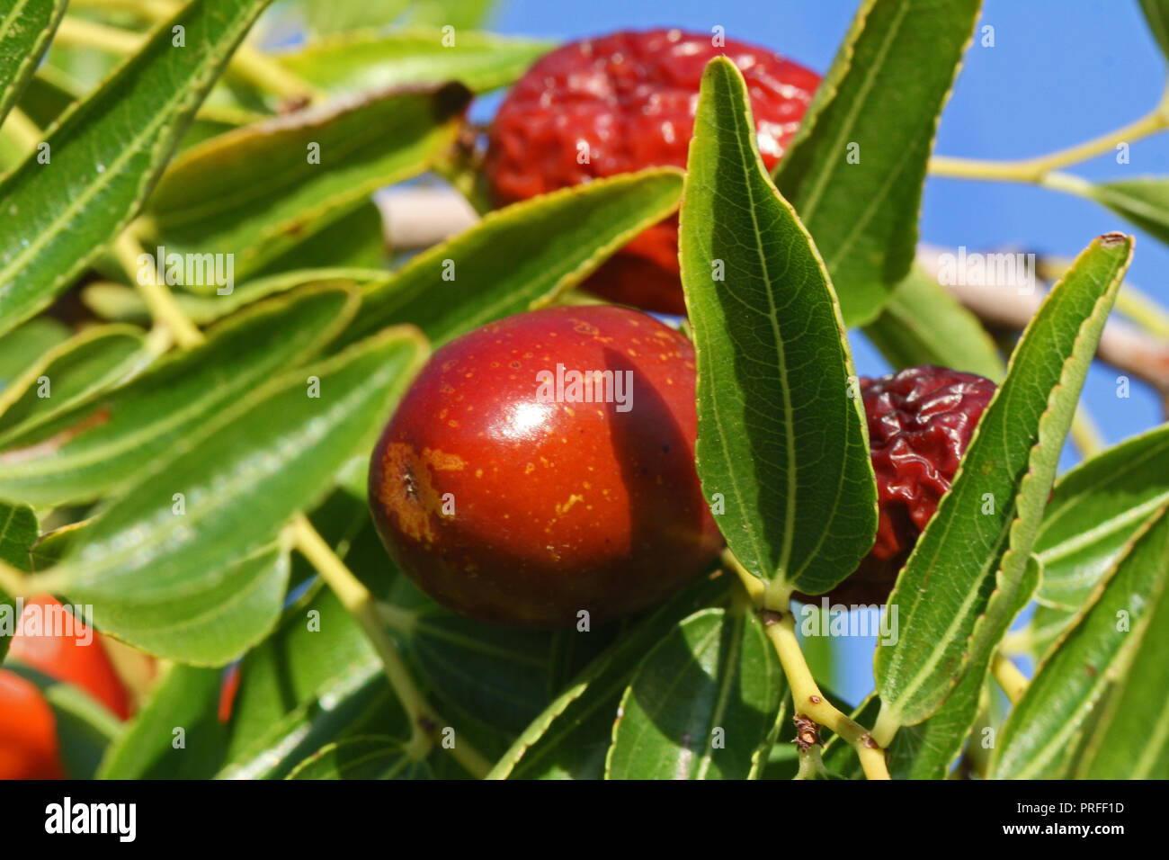Jujube frutto o drupa latino Ziziphus jujuba maturazione su una boccola in Italia vari nomi tra cui rosso data relativi alla famiglia di frangola rhamnaceae Foto Stock