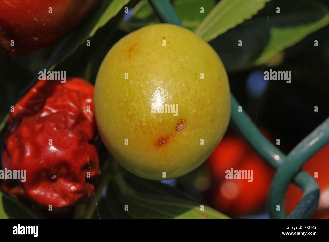 Verde jujube acerbo frutto o drupa latino Ziziphus jujuba su una boccola in Italia vari nomi tra cui rosso data relativi alla famiglia di frangola rhamnaceae Foto Stock