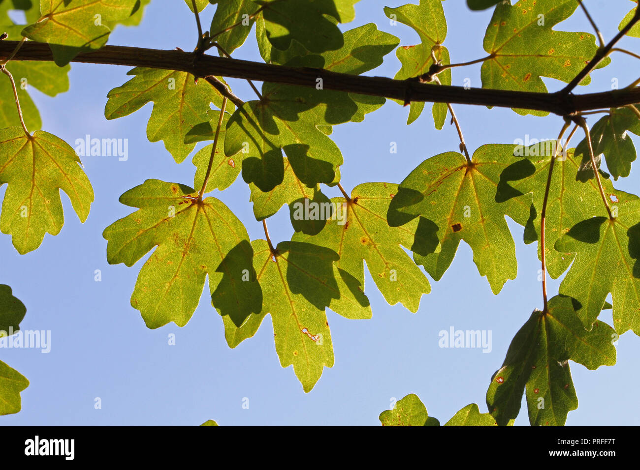 Acero o foglie di acero con il sole che tramonta dietro a inizio autunno o cadere in Italia latino opalus acer o Acer pseudoplatanus da e acero italiana Foto Stock