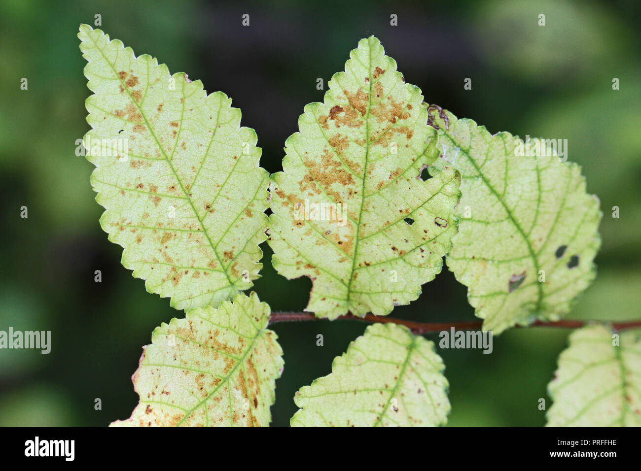 Moribondi e malati chloritic foglie su un morente elm tree latino ulmus o frondibus ulmi con la malattia dell'olmo olandese chiamato anche grafiosi del olmo in Italia Foto Stock