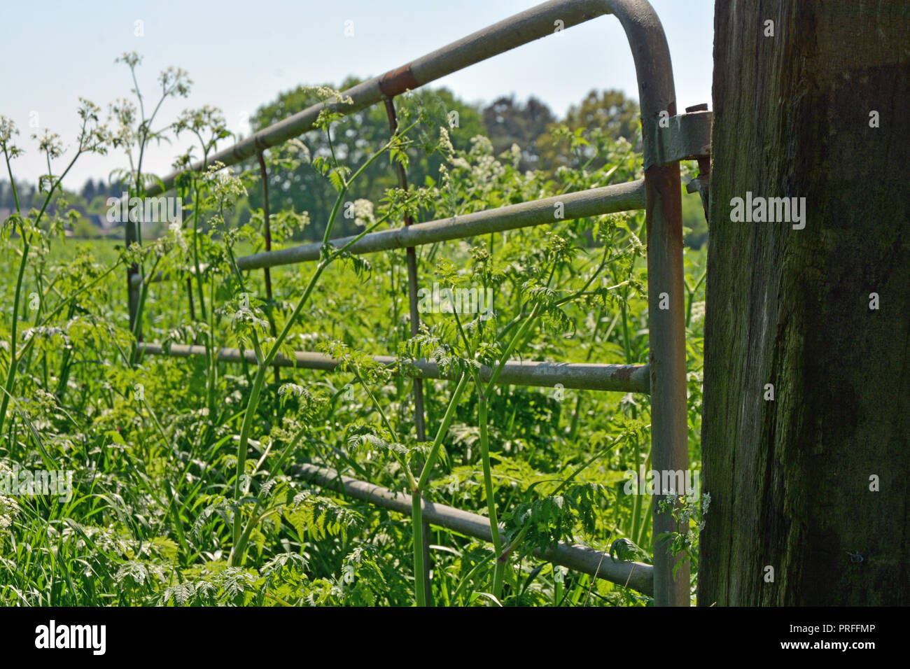 Weizenfeld Weidetor Hintergrund Foto Stock