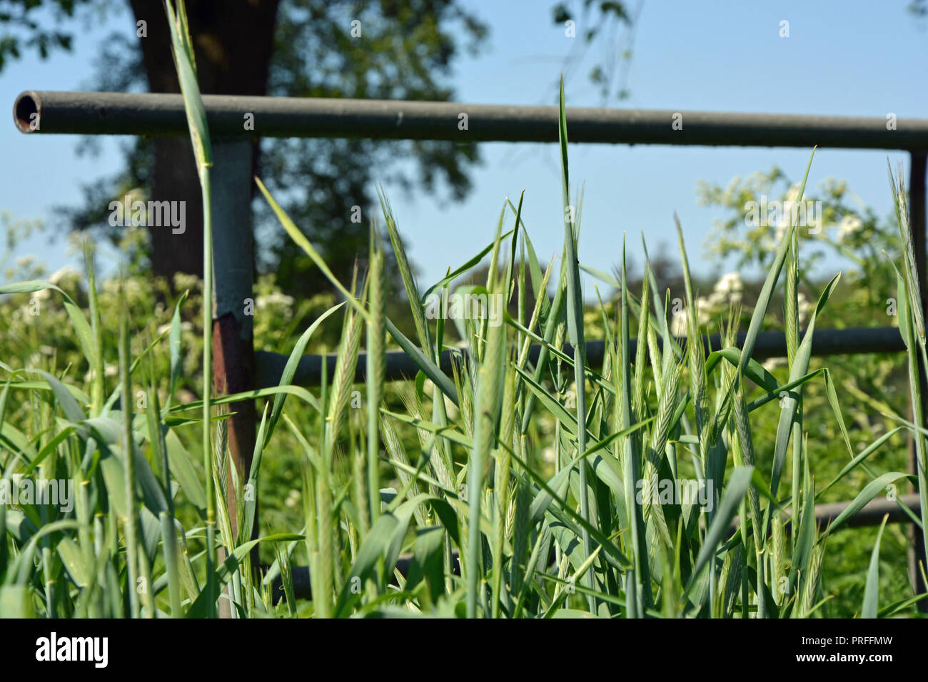 Weizenfeld Weidetor Hintergrund Foto Stock