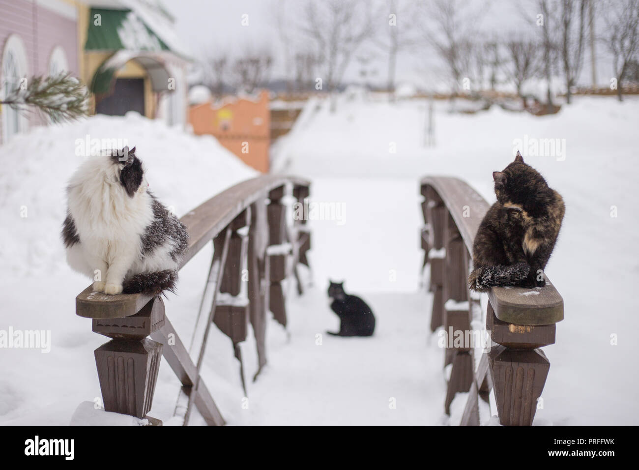 Due gatti sono seduti sulla ringhiera di legno vicino alla casa di campagna a contatto con la natura in inverno Foto Stock