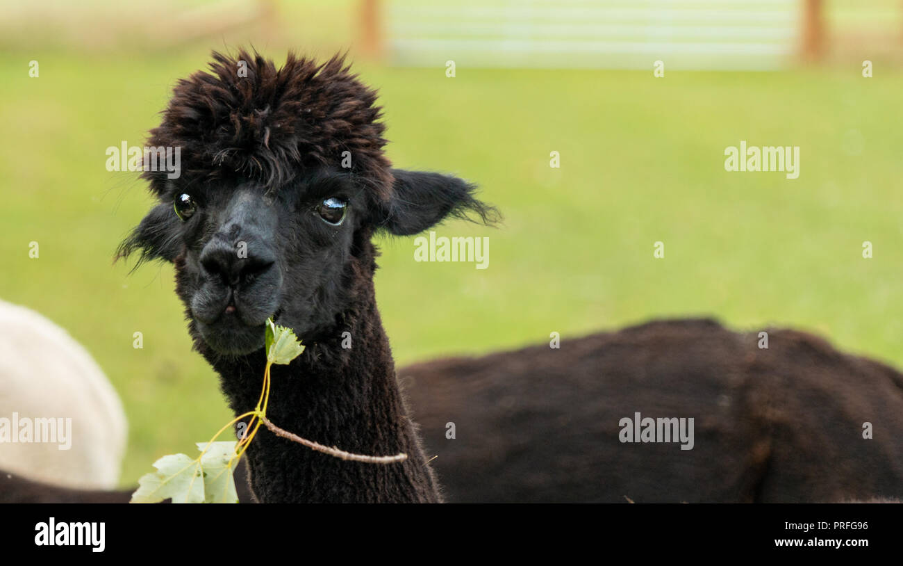 Close up di alpaca marrone Foto Stock
