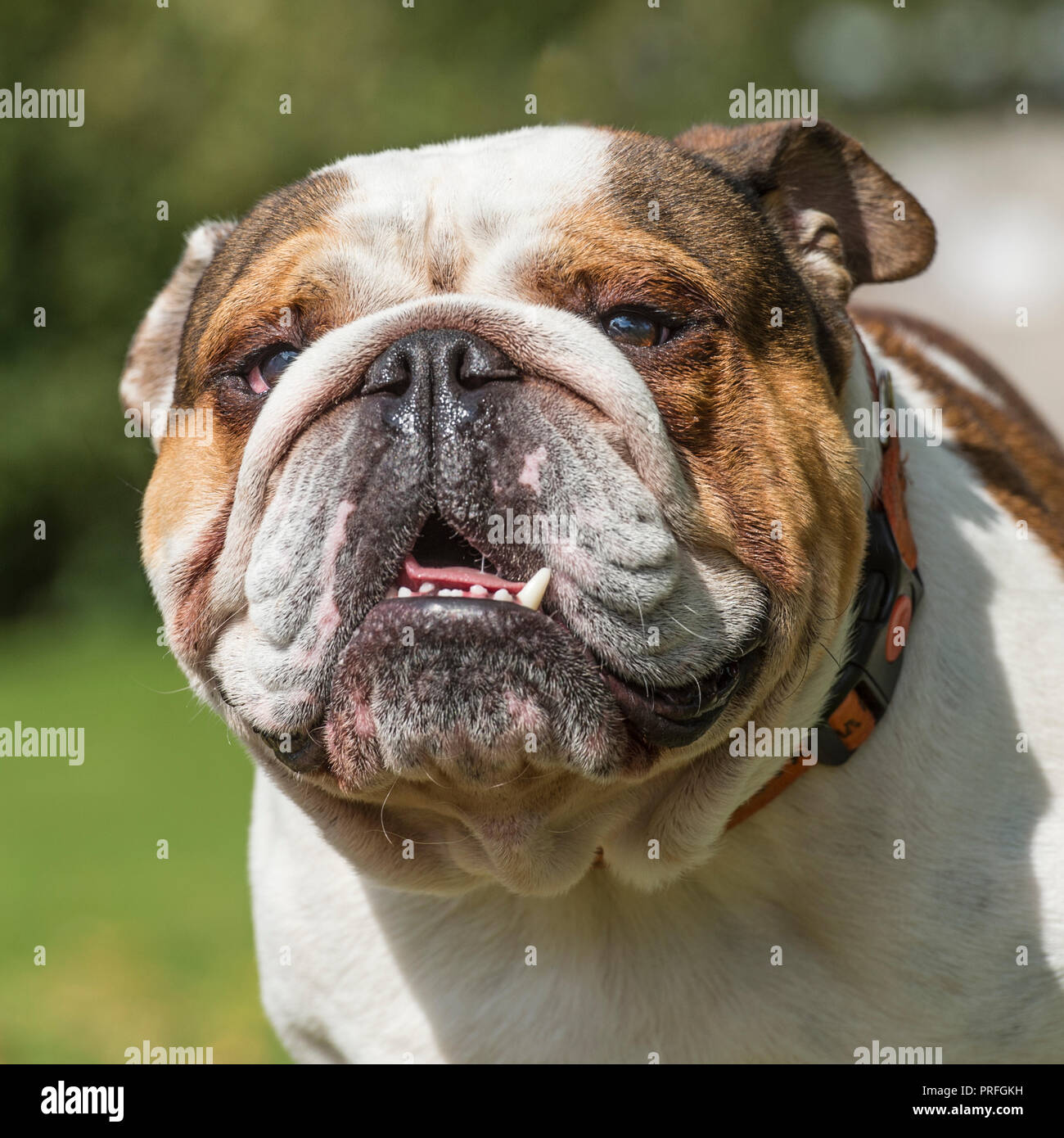 Bulldog Foto Stock