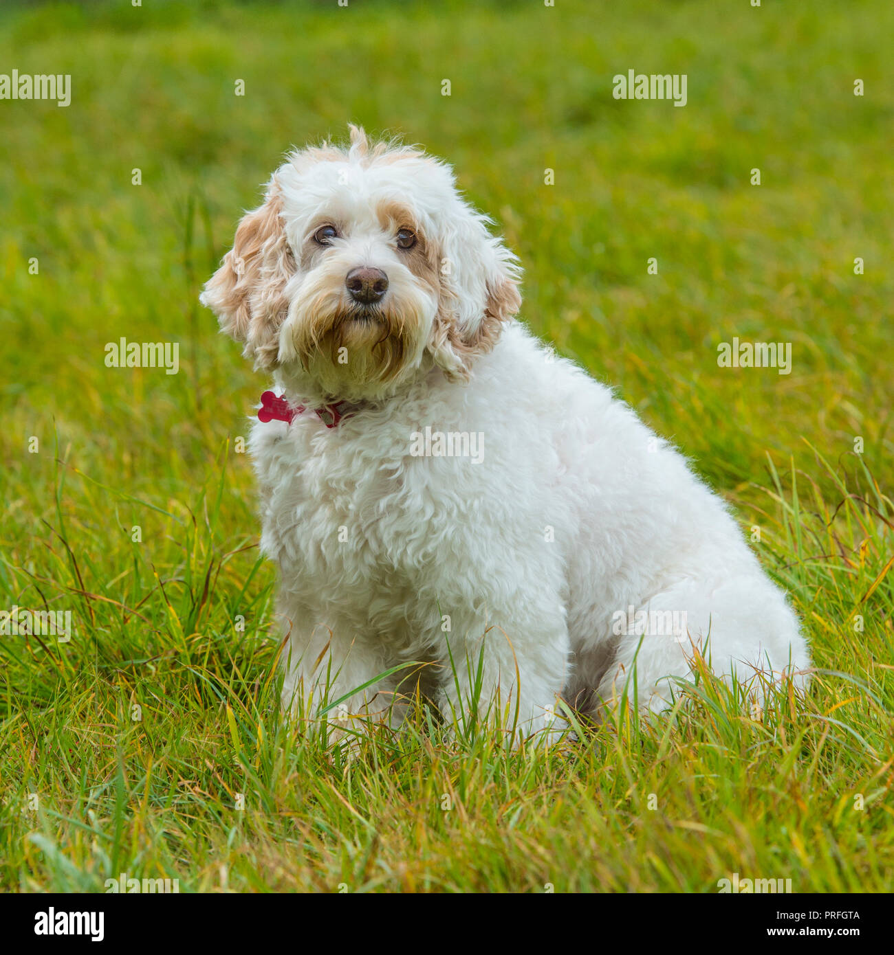 Cavapoo Foto Stock