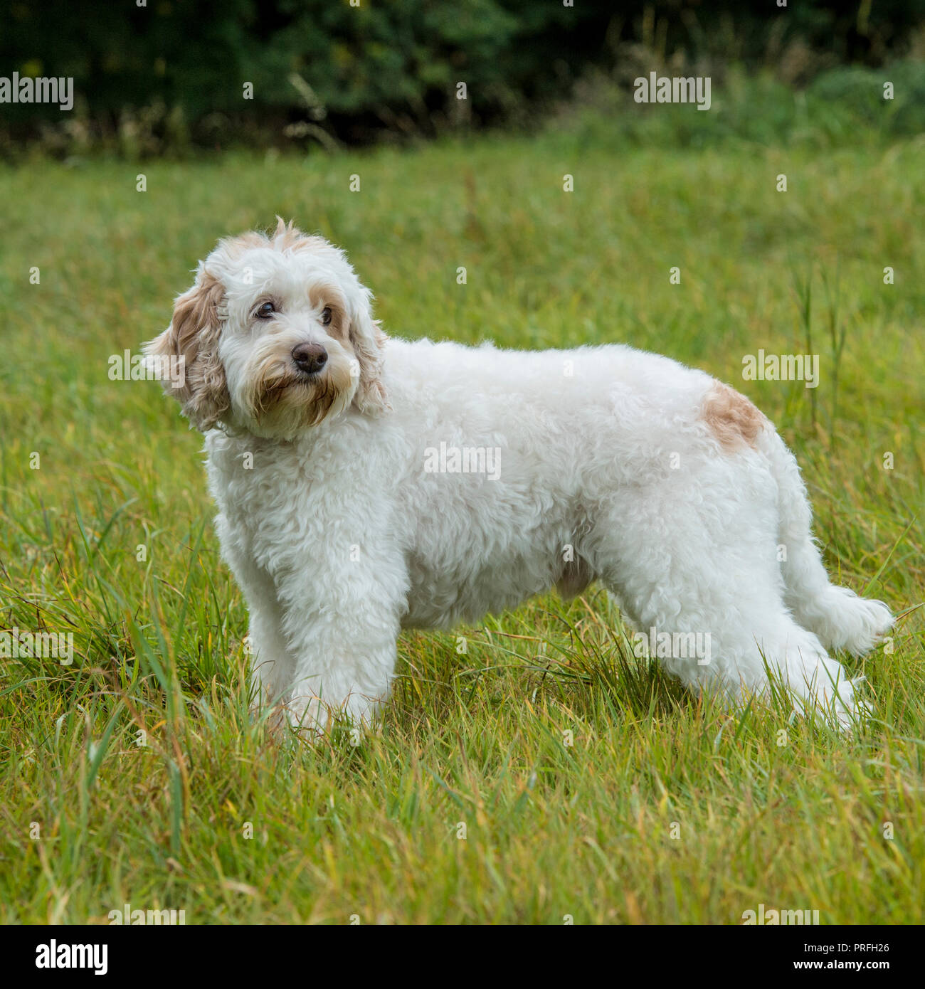 Cavapoo Foto Stock