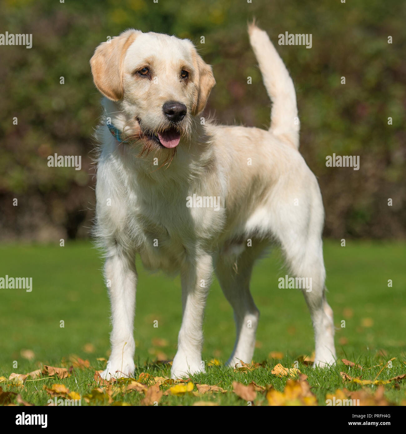 Labradoodle Foto Stock