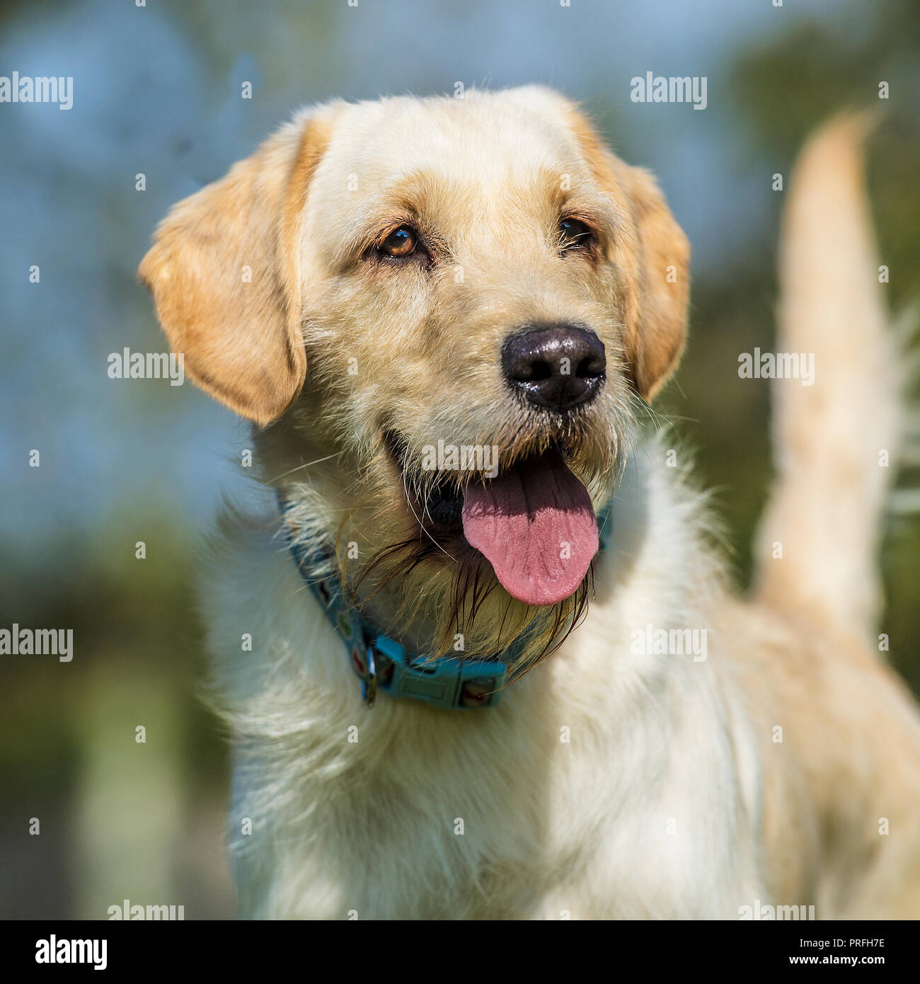 Labradoodle Foto Stock