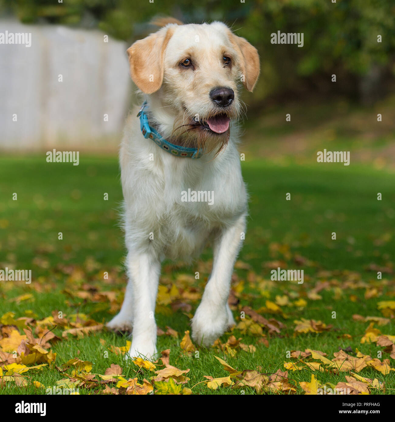 Labradoodle Foto Stock