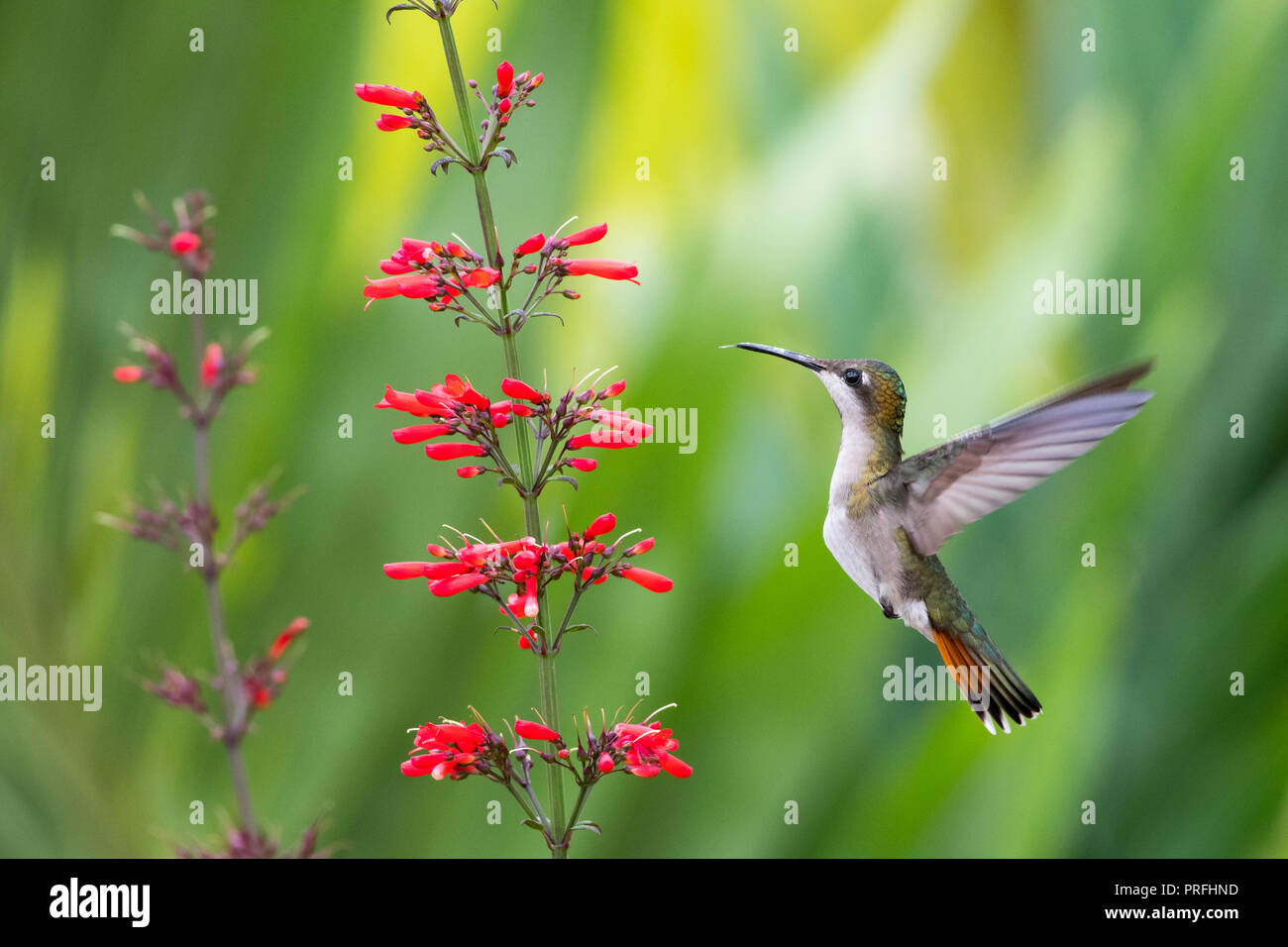 Femmina Topazio Rubino Hummingbird in volo Foto Stock