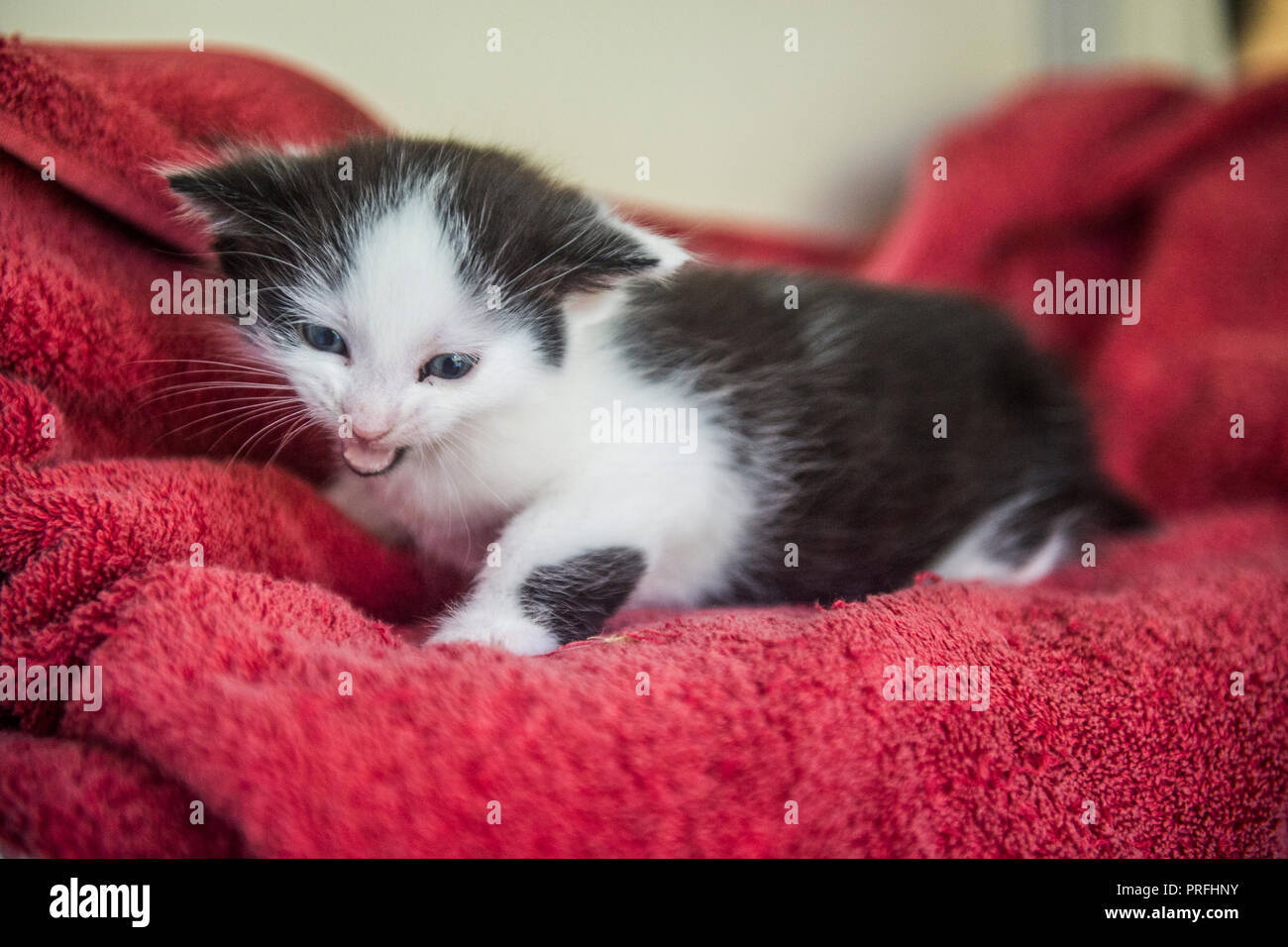 Arrabbiato gattina abbandonata Foto Stock