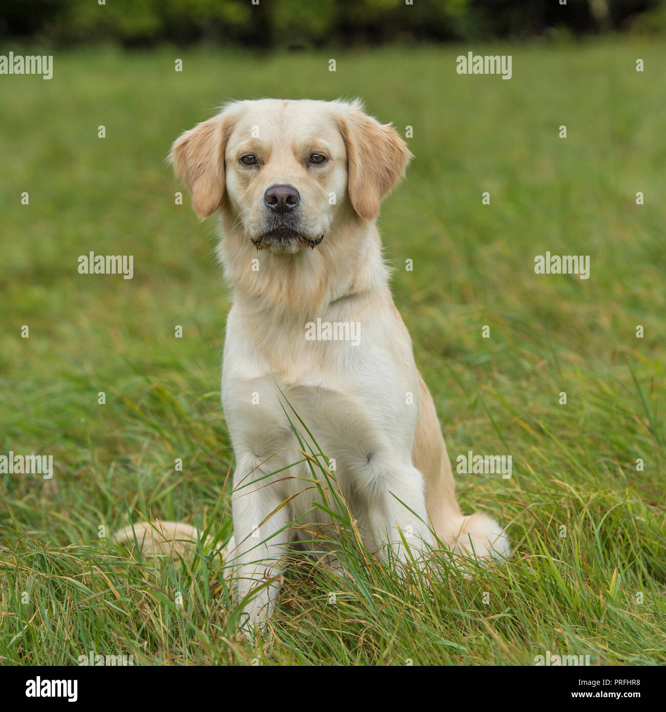 Il golden retriever Foto Stock