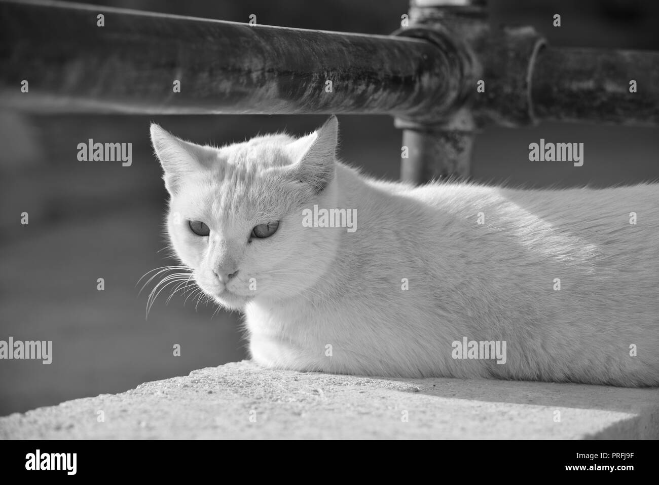 Un gatto bianco, in appoggio su una parete bassa al di sotto di un metallo arrugginito ringhiera a Gozo, Malta. Feral cat, atta a vivere al di fuori. Foto in bianco e nero. Foto Stock