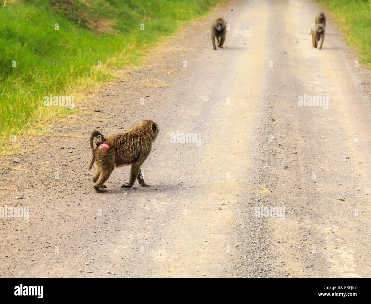 Una famiglia di scimmie attraversando la strada in africa Foto Stock