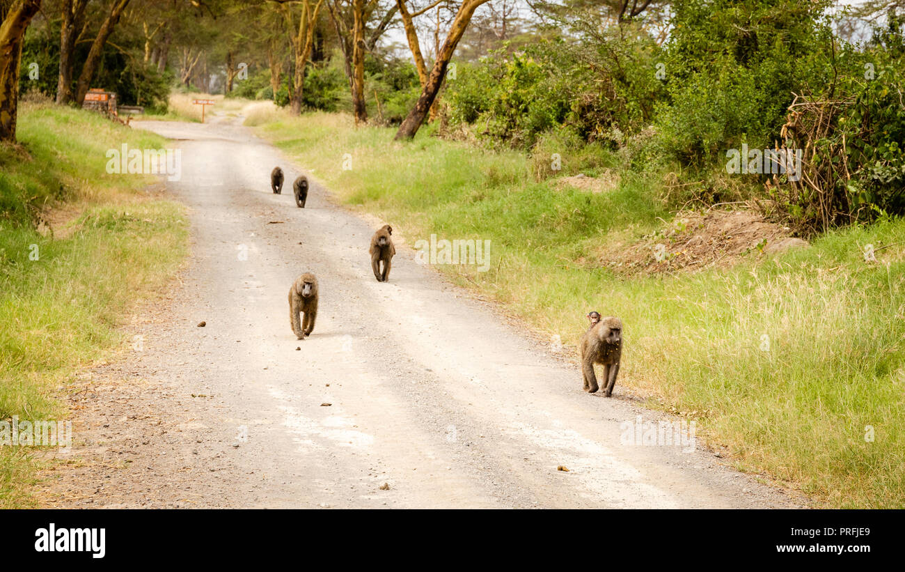 Una famiglia di scimmie attraversando la strada in africa Foto Stock