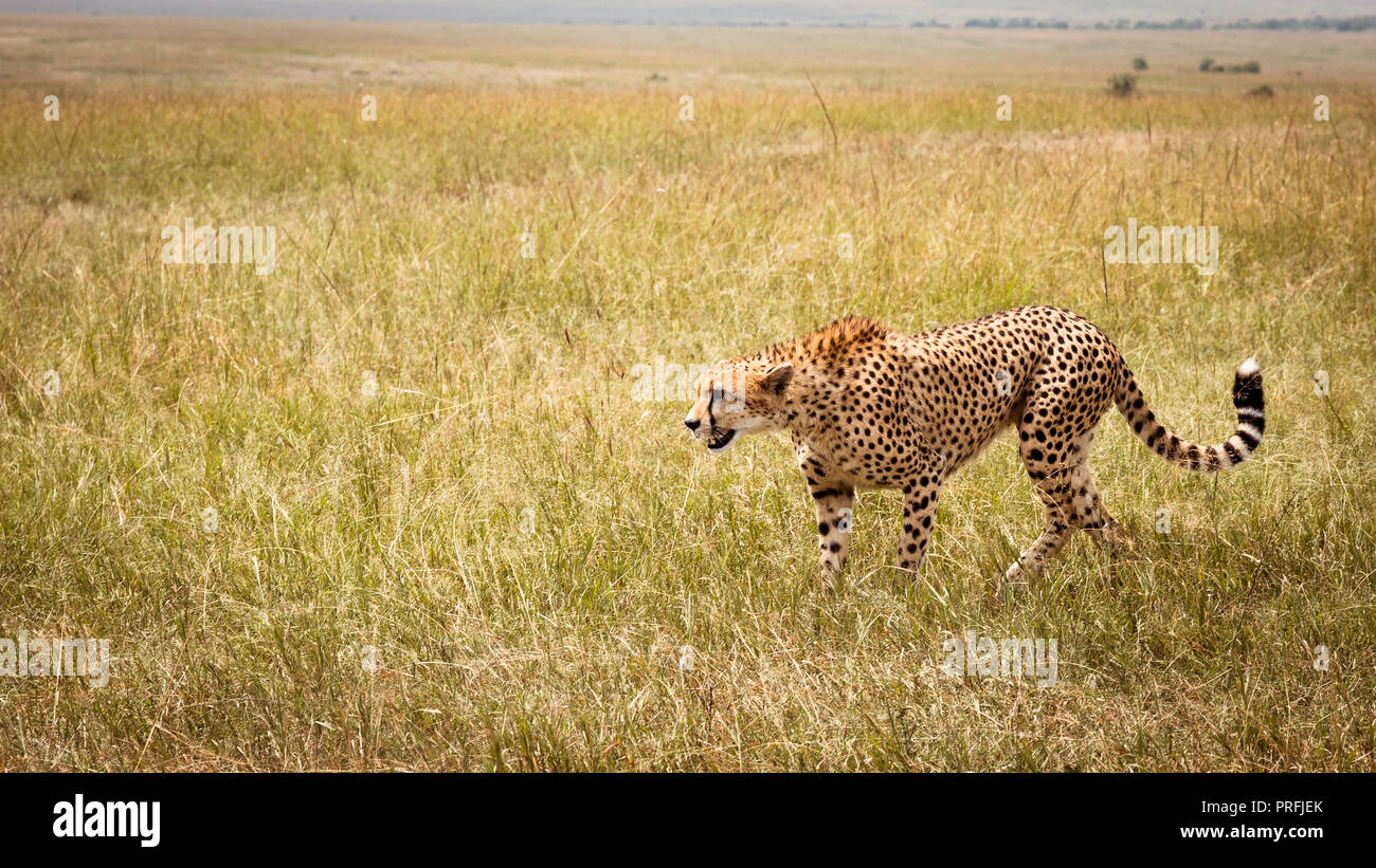 Chettah caccia nell'erba dell Africa Foto Stock