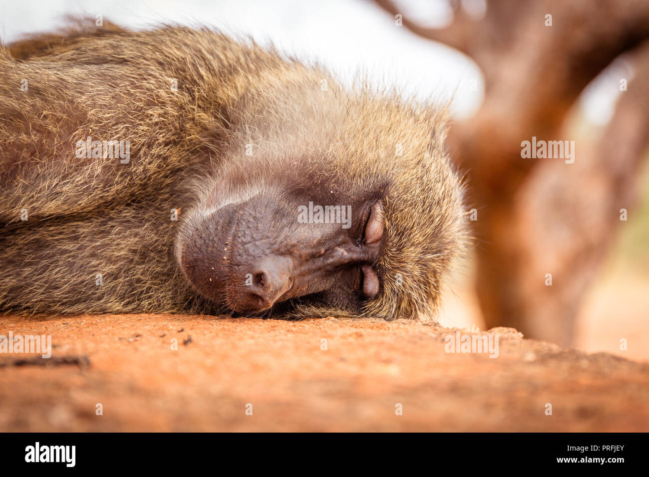Monkey dormire su di una pietra Foto Stock
