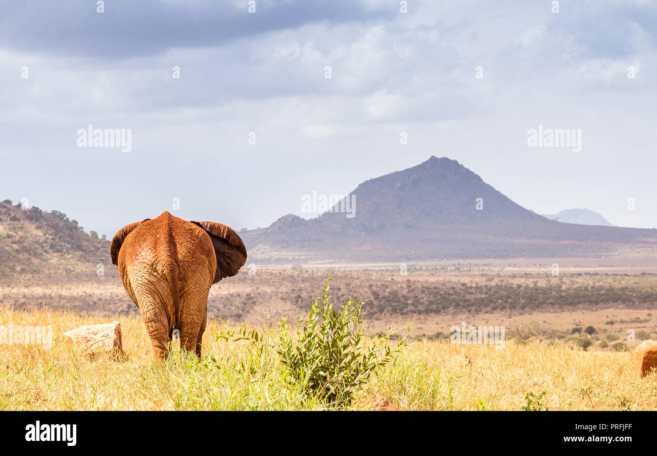 Red elephant torna con la montagna in background Foto Stock