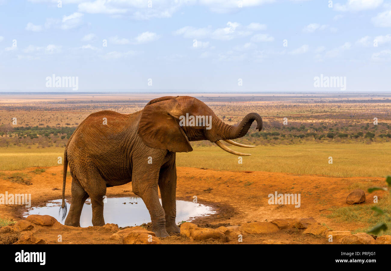 Red elephant acqua potabile Foto Stock