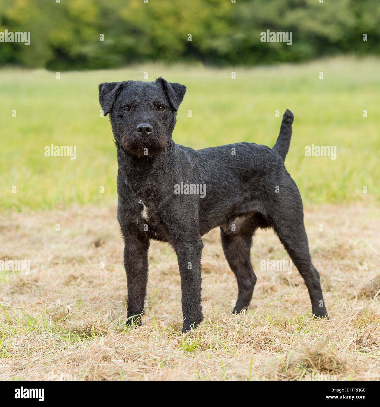 Patterdale terrier Foto Stock