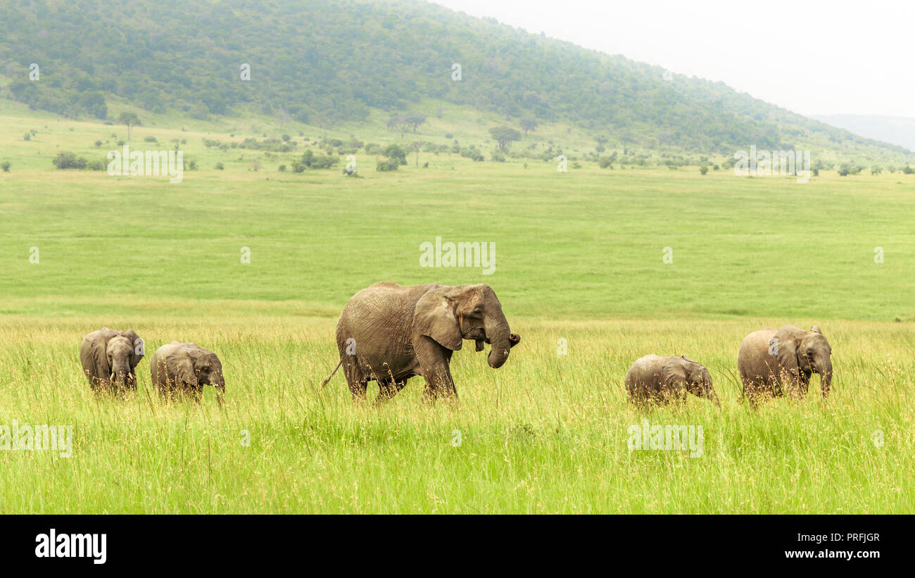 Famiglia di elefante in esecuzione attraverso l'erba verde Foto Stock