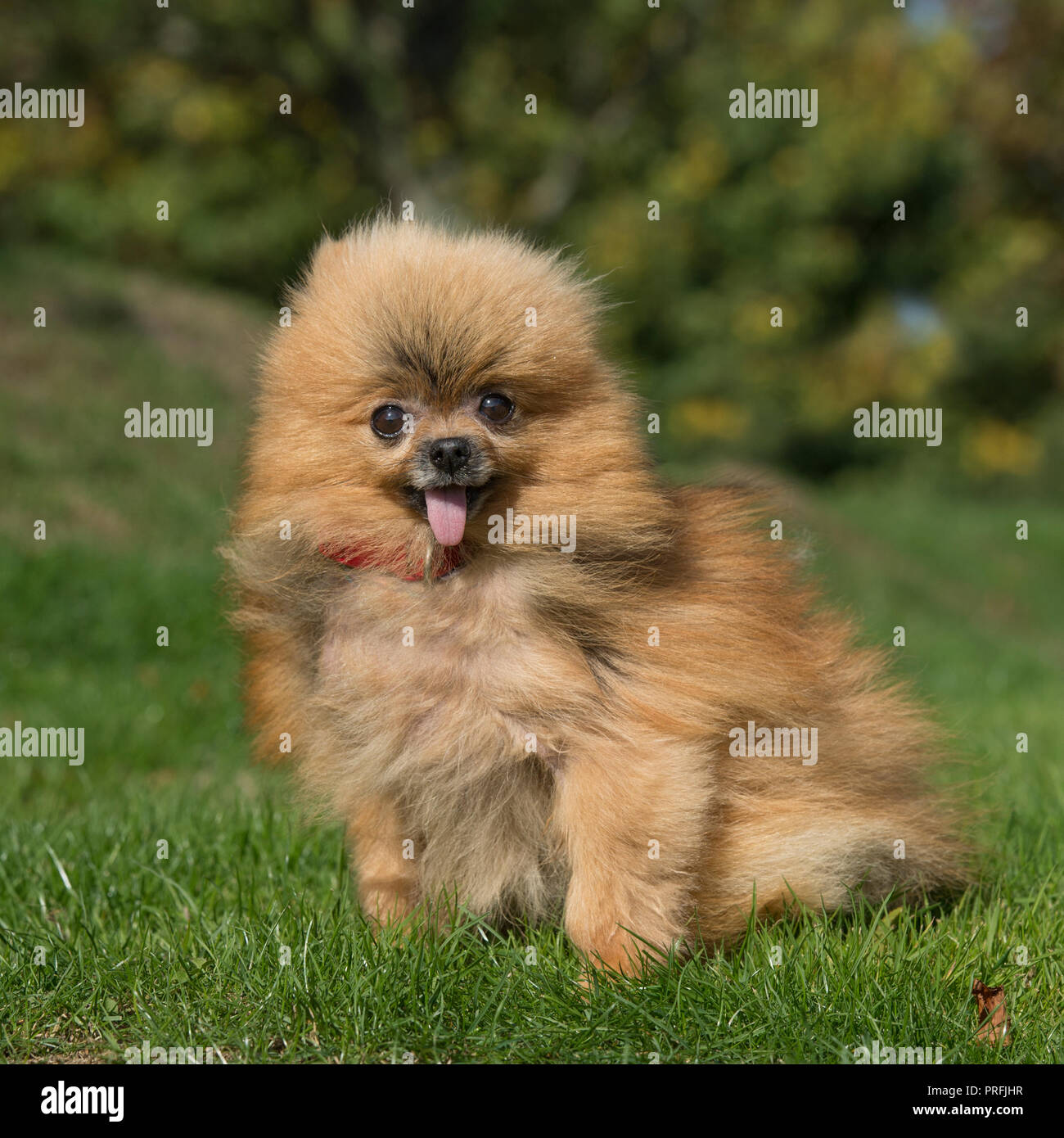 Pomerania Foto Stock