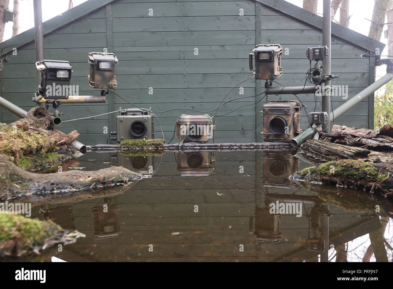 La fauna selvatica fotocamera reflex digitale attrezzatura di trappola comprendente tre telecamere, tre speedlight lampeggia un sensore remoto su un laghetto di riflessione, East Yorkshire, Regno Unito. Foto Stock