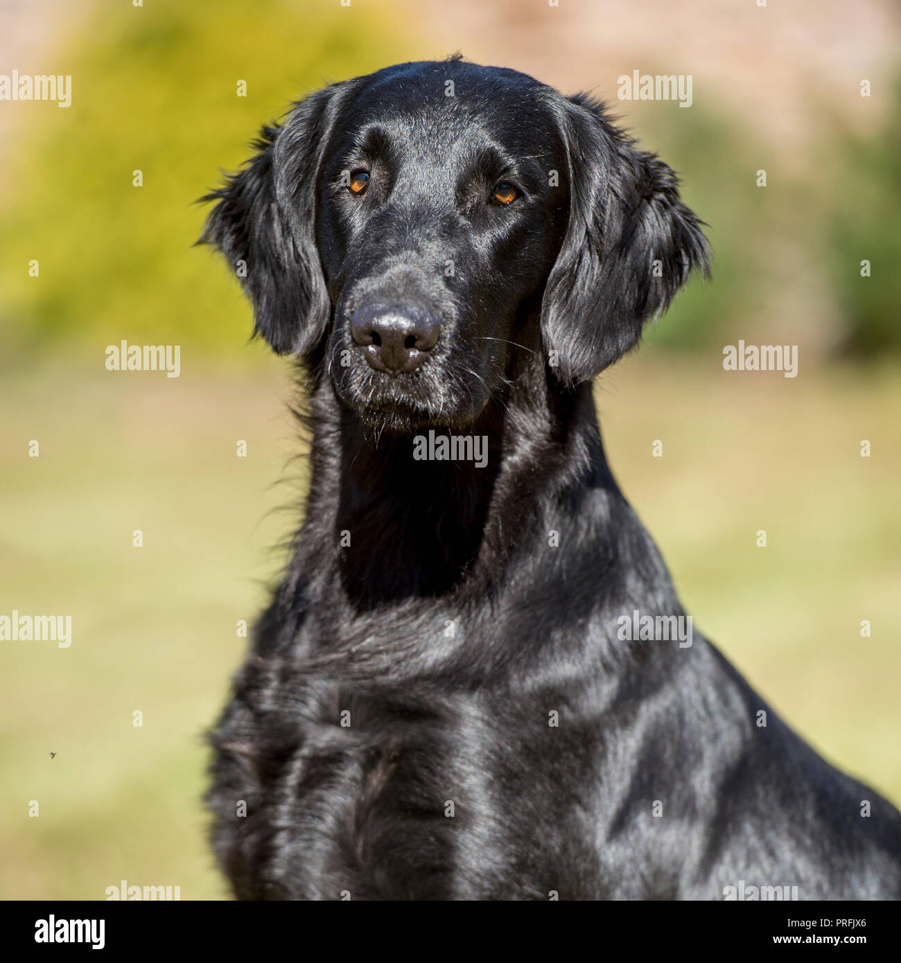 Piatto retriever rivestito Foto Stock