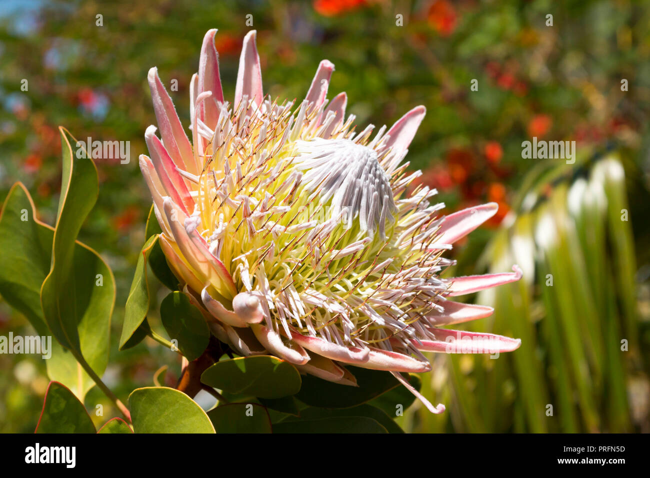 Exotic protea fioritura all'interno della grande serra presso il National Botanic Garden of Wales in Carmarthen, West Wales, Regno Unito Foto Stock