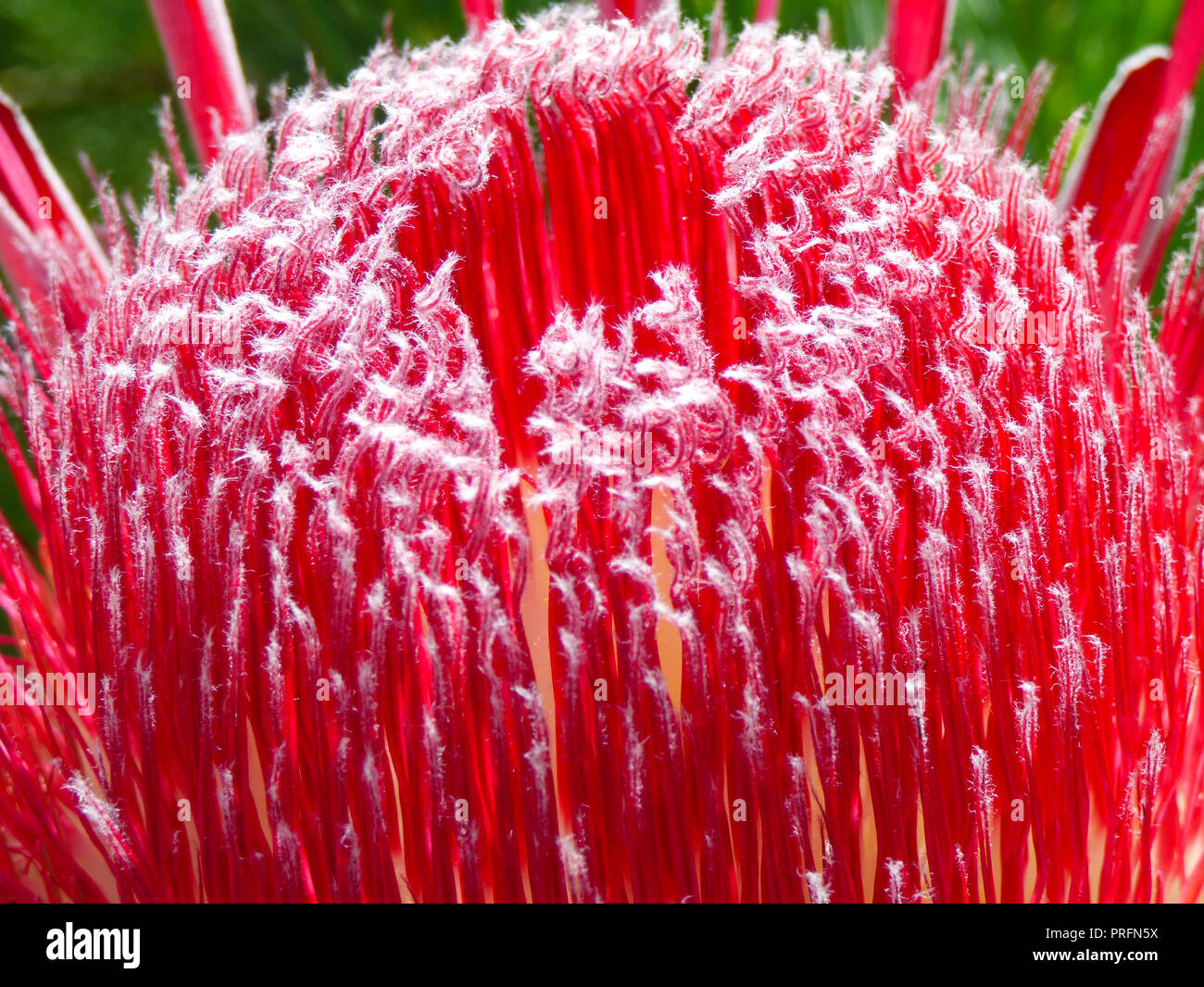 Exotic protea fioritura all'interno della grande serra presso il National Botanic Garden of Wales in Carmarthen, West Wales, Regno Unito Foto Stock