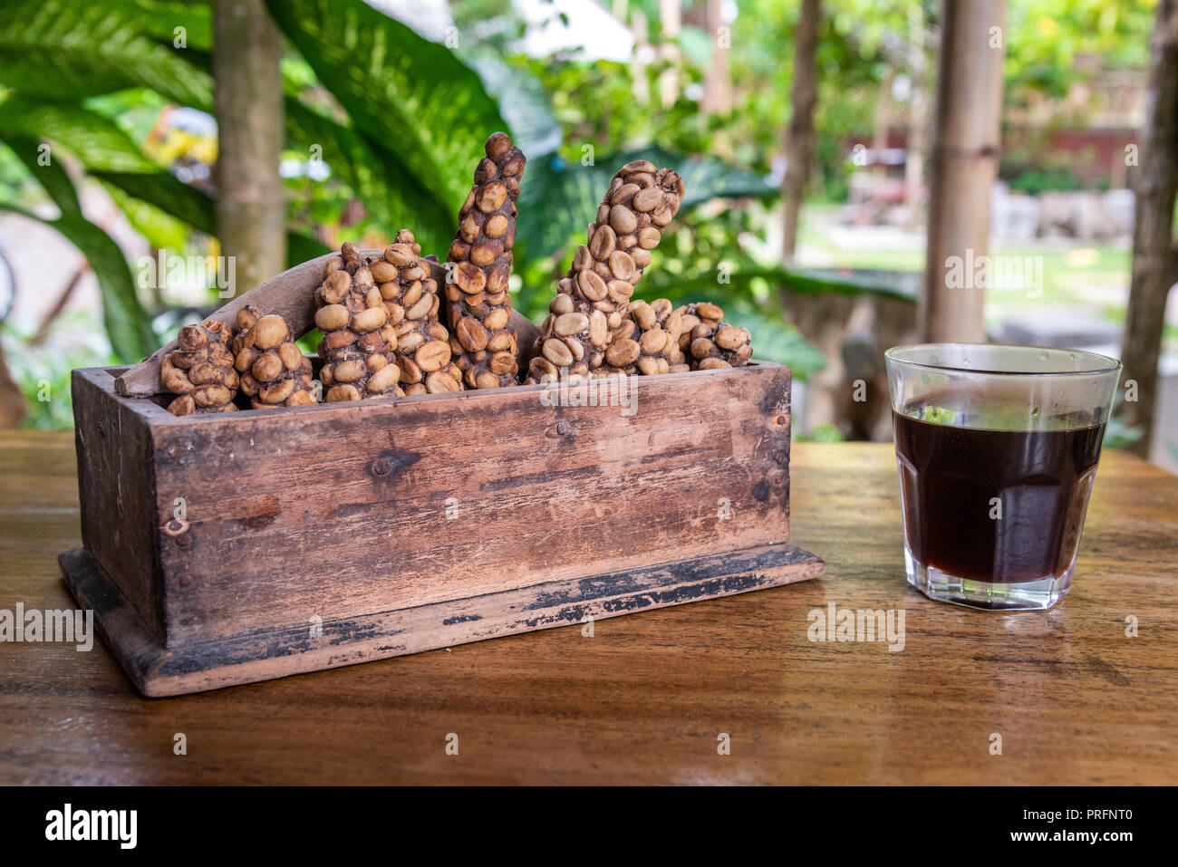 Bicchiere di Kofi Luwak caffè accanto a una scatola di legno con alcune ciliegie di caffè defecato da palm civets in una azienda di caffè di Ijen Plateau, Java, Indonesia Foto Stock