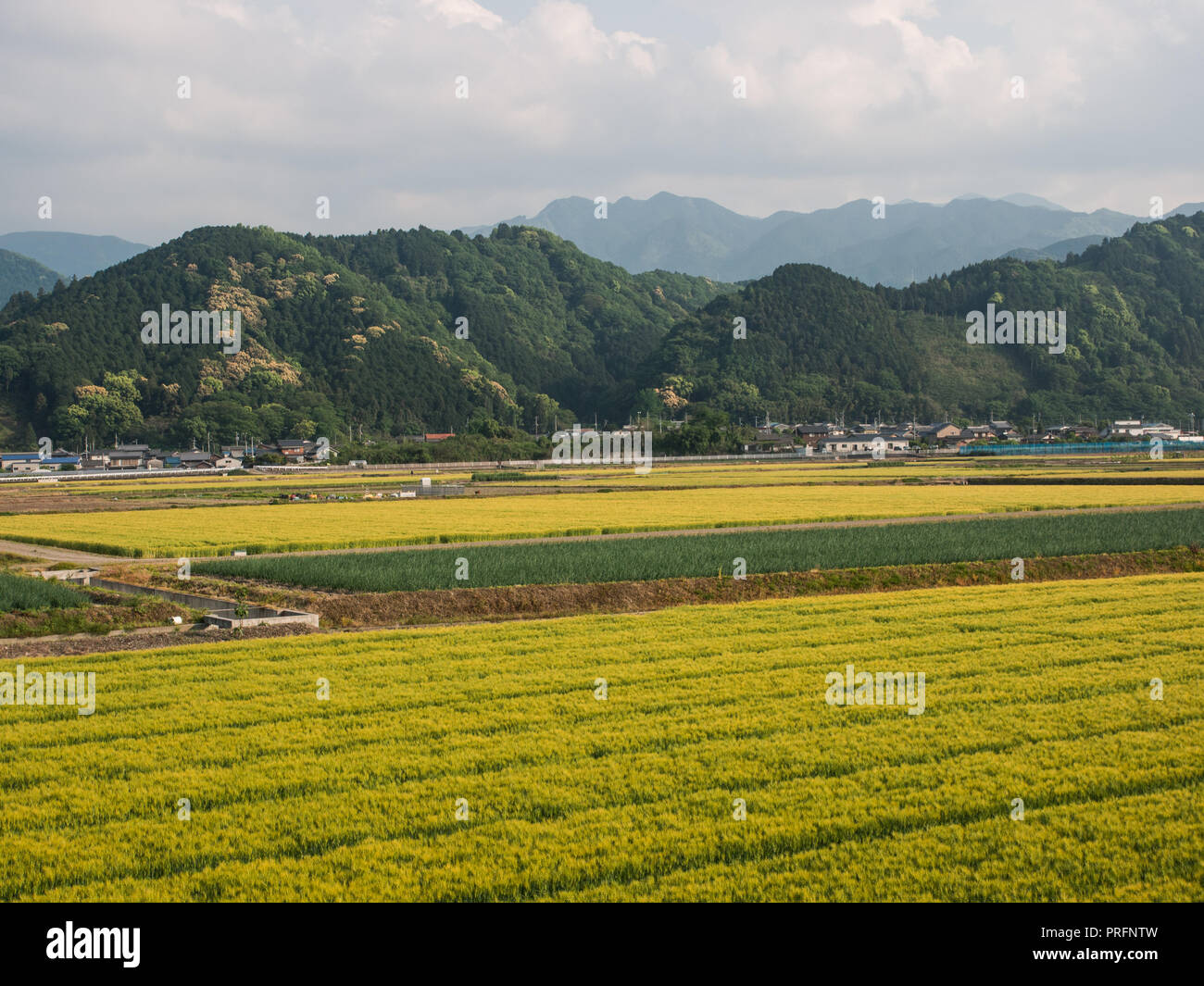 .Giapponese paesaggio rurale, campi con colture di orzo mature e cipolle, Forest Hills e il borgo agricolo, Ehime Shikoku Giappone Foto Stock