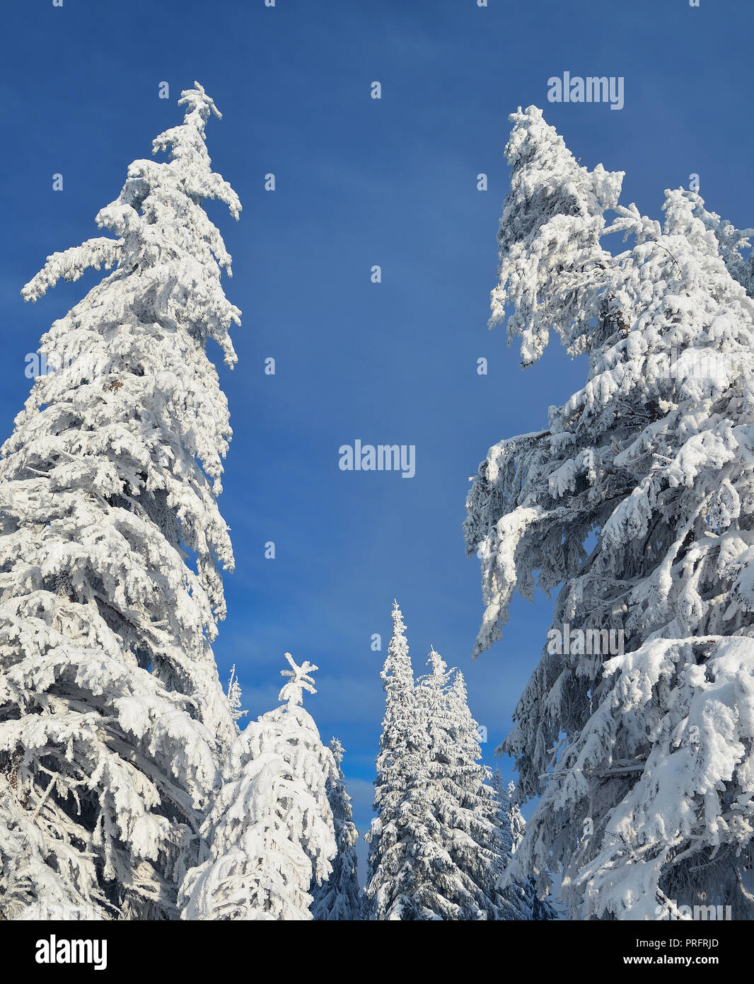 Foresta di inverno in montagna dopo la nevicata Foto Stock