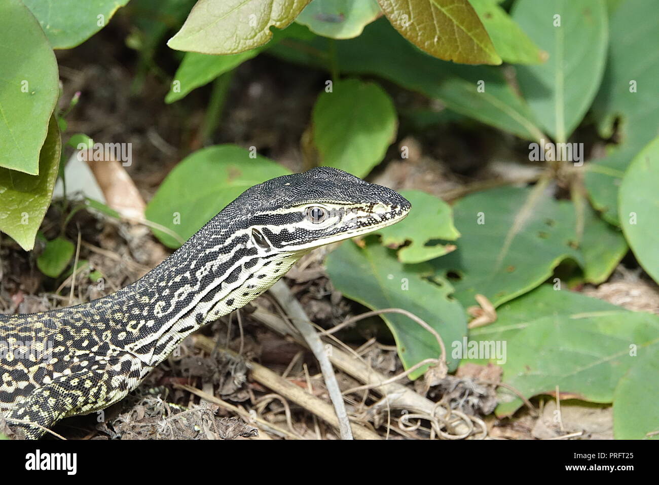 Sabbia o Goanna Gould Monitor, Varanus gouldii, Chili Beach, Kutini-Payamu (ferro gamma Parco Nazionale), estremo Nord Queensland, Australia Foto Stock