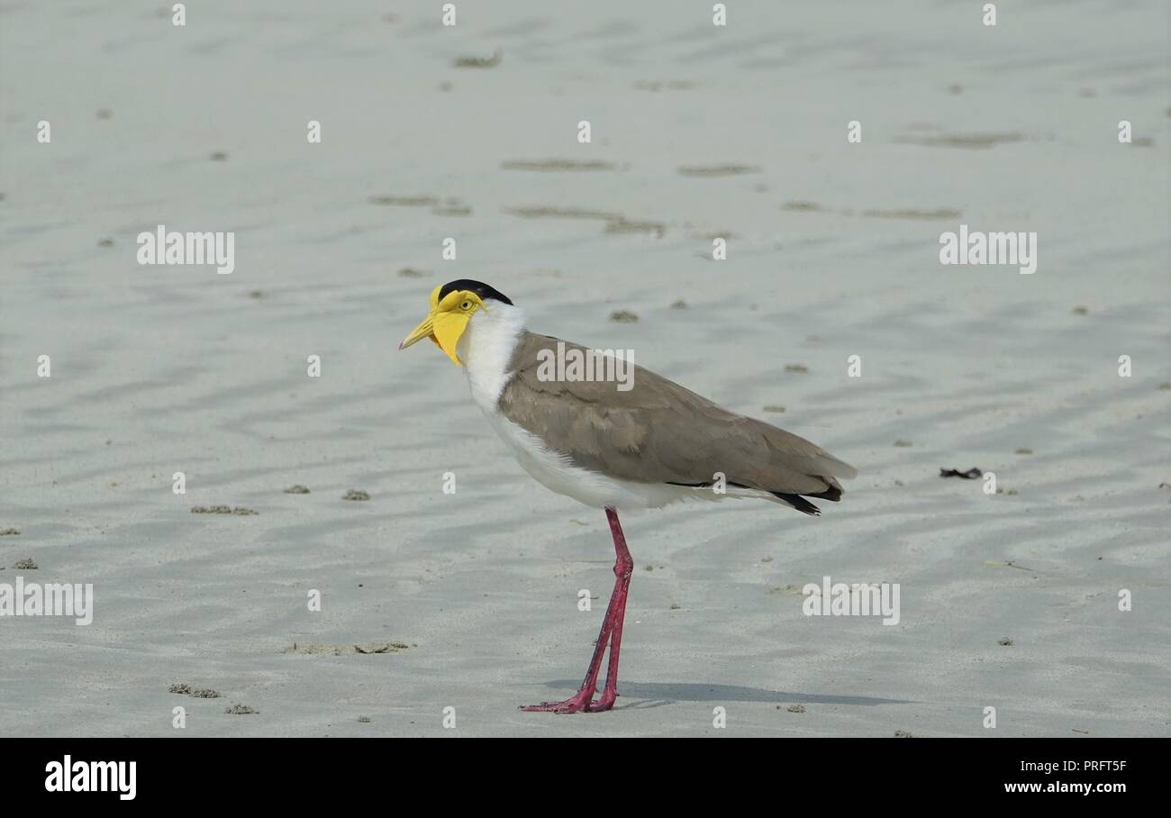 Masked pavoncella, Vanellus miglia, Chili Beach, Kutini-Payamu (ferro gamma Parco Nazionale), Cape York, estremo Nord Queensland, Australia Foto Stock