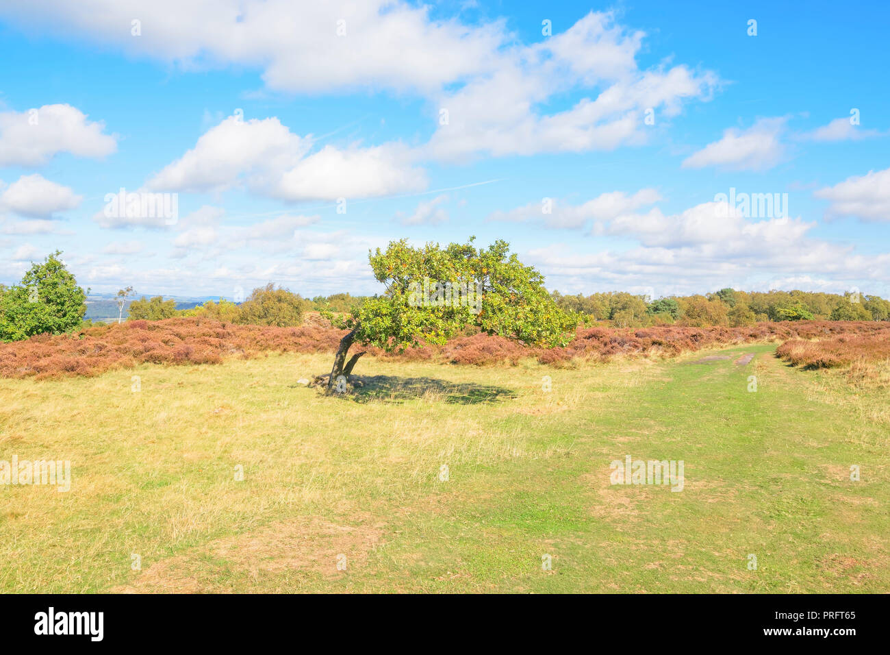 Un piccolo ventoso quercia sorge appena fuori l'erba largo sentiero che attraversa Stanton Moor nel Derbyshire Dales. Foto Stock