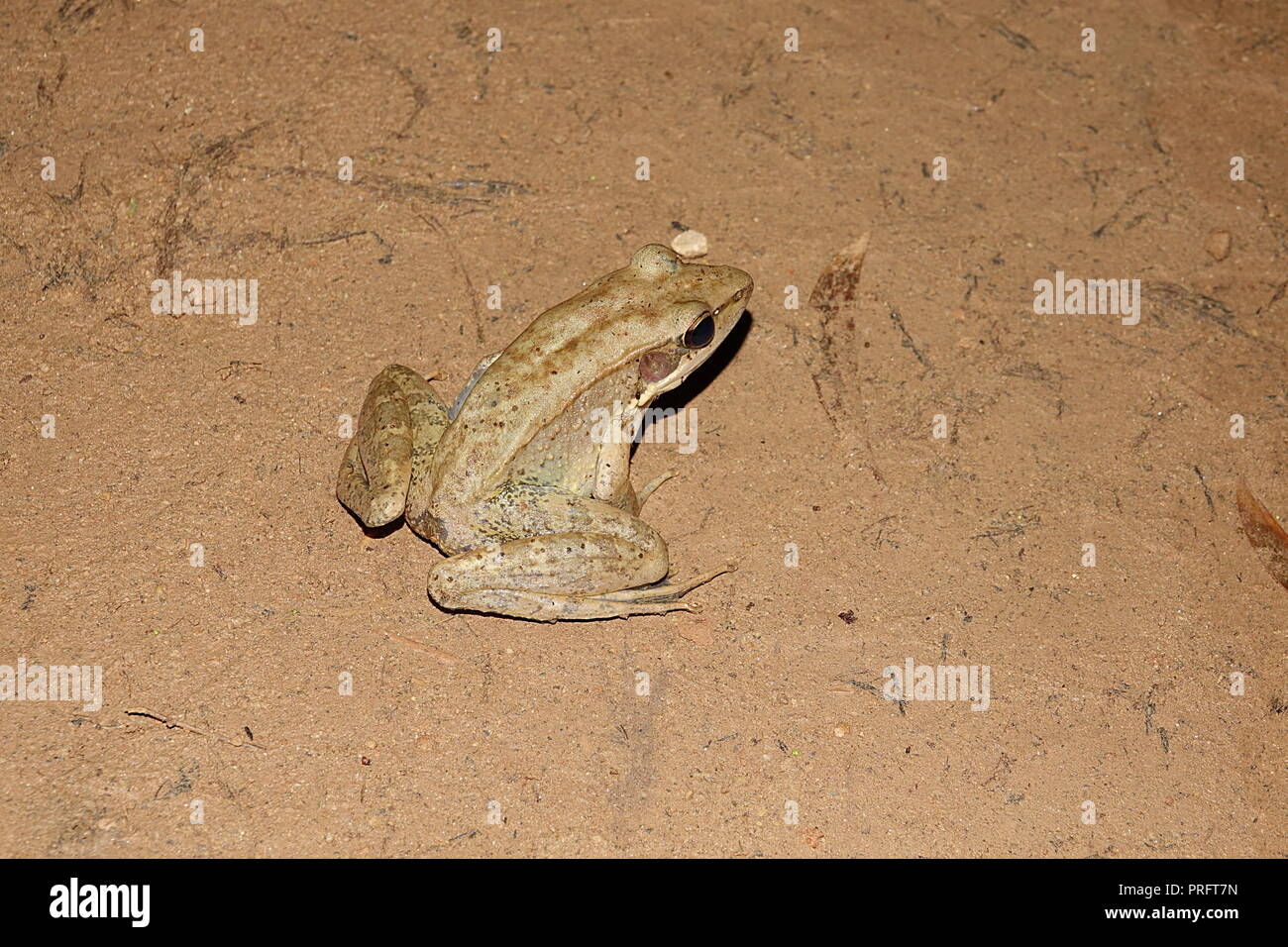Australian Woodfrog, Papurana daemeli, Cape York foresta pluviale, Kutini-Payamu (ferro gamma Parco Nazionale), estremo Nord Queensland, Australia Foto Stock