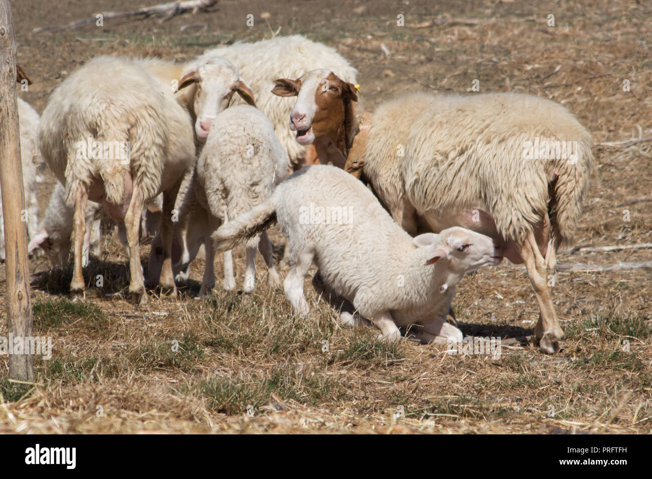 Gregge di pecore al pascolo sulla montagna di Sicilia Foto Stock